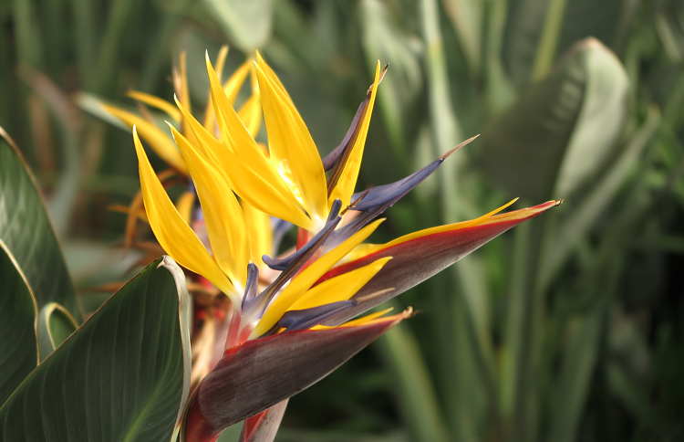 ゴールドクレスト