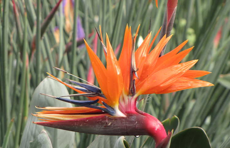 オレンジプリンス